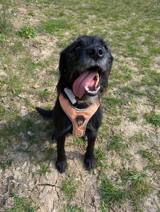 Adopter Raven