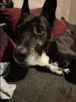 Adopter  chien : Crunch