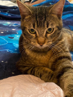 Adopter  chat : Azrael