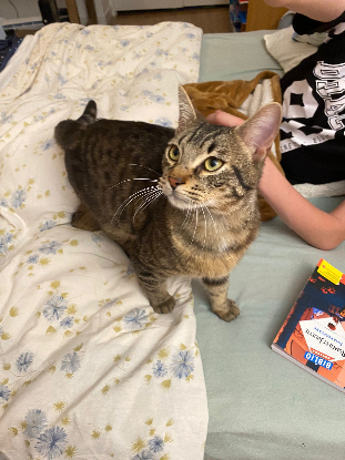 Adopter Azrael