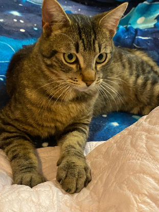 Adopter Azrael