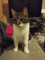 Adopter  chat : Cobra