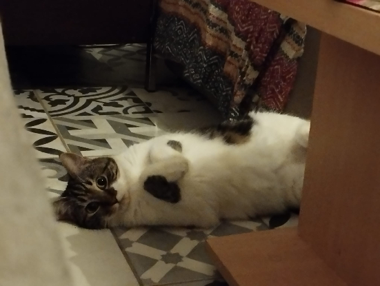 Adopter Cobra