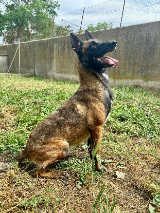 Adopter Alisee