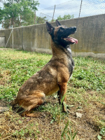 Adopter  chien : Alisee