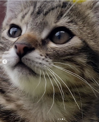 Adopter Babette