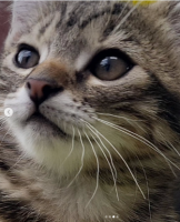 Adopter  chat : Babette