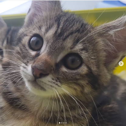 Adopter Babette