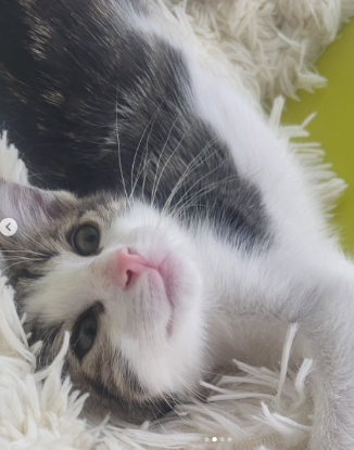 Adopter Archibald
