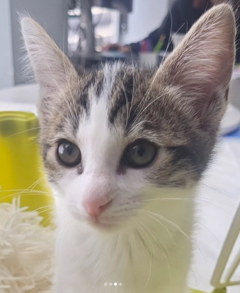 Adopter Archibald