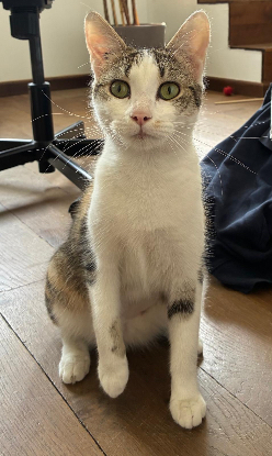 Adopter Sora