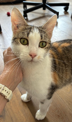 Adopter Sora