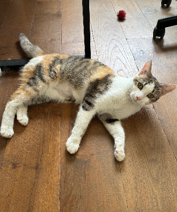 Adopter Sora