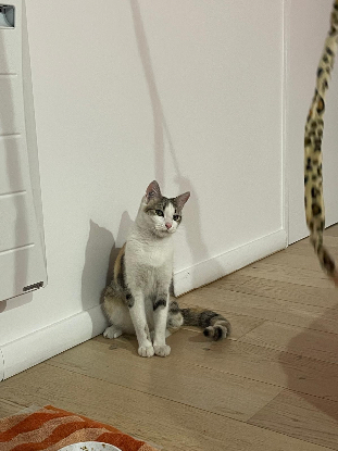 Adoption Sora