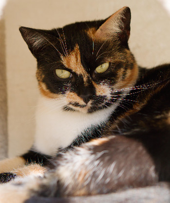 Adoption Arizona