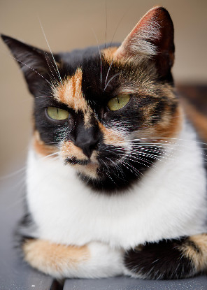 Adopter Arizona
