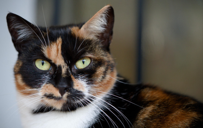 Adopter Arizona