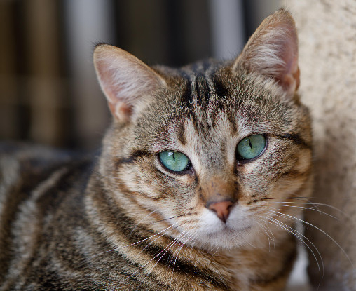 Adopter Skippy