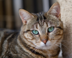 Adopter  chat : Skippy