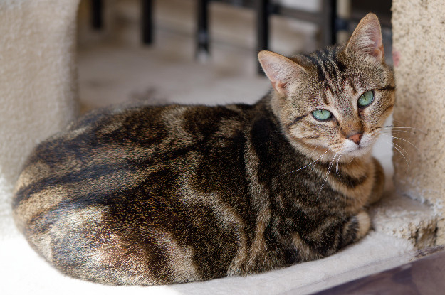 Adopter Skippy
