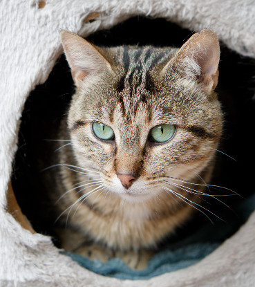 Adopter Skippy