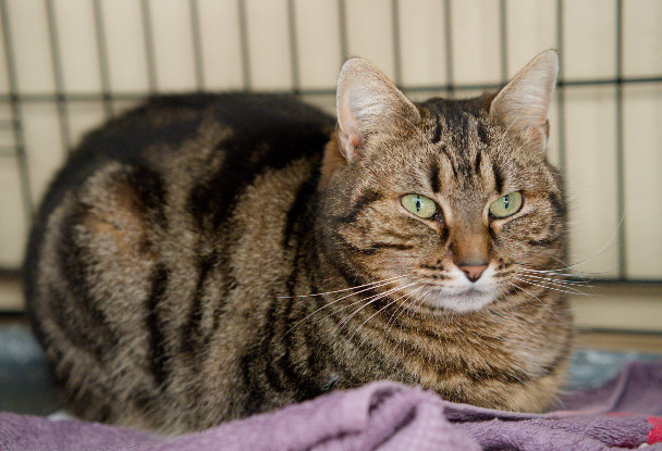 Adopter Divine