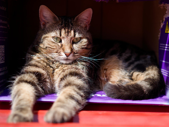 Adopter Divine