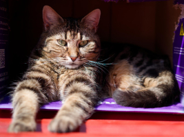 Adopter  chat : Divine