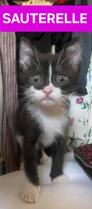 Adopter Sauterelle a avec un chat deja présent chez vous