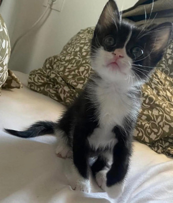 Adopter Sauterelle a avec un chat deja présent chez vous