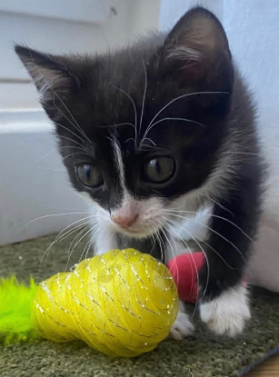 Adopter Sauterelle a avec un chat deja présent chez vous