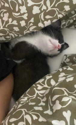 Adoption Sauterelle a avec un chat deja présent chez vous