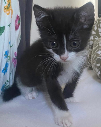 Adoption Sauterelle a avec un chat deja présent chez vous