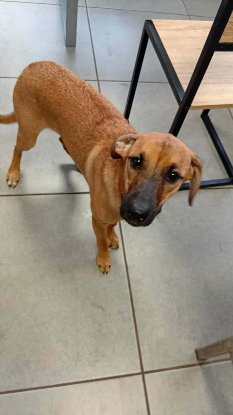 Adopter Papaye