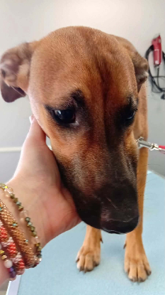 Adopter Papaye
