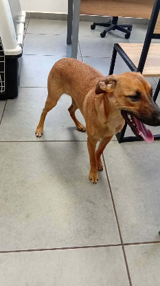 Adopter Papaye