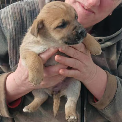 Adopter Mike