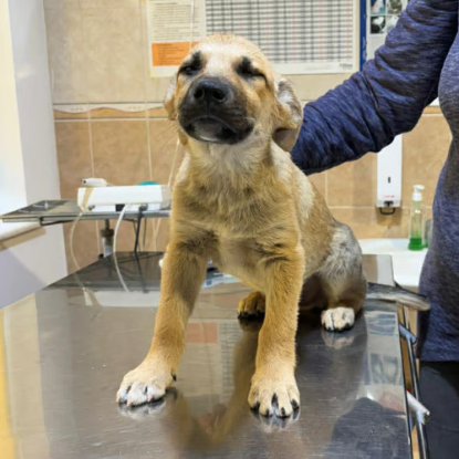 Adopter Mike