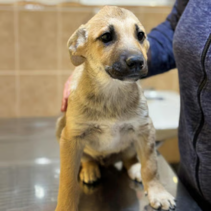 Adoption Mike