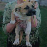 Adopter  chien : Eddi