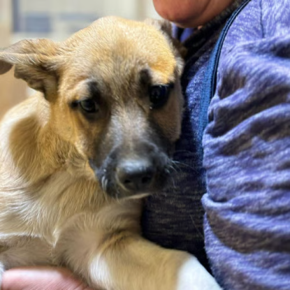Adopter Eddi