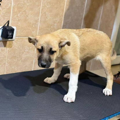 Adopter Eddi