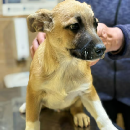 Adoption Eddi