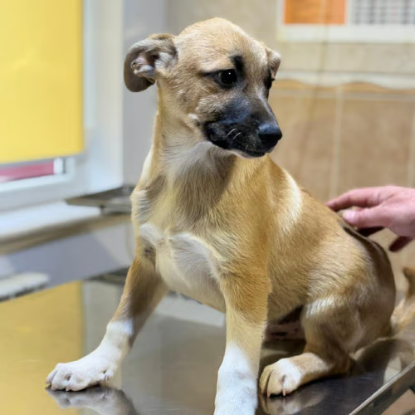 Adoption Eddi