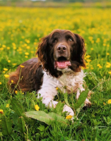 Adopter  chien : Twix