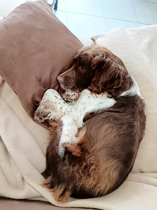 Adopter Twix