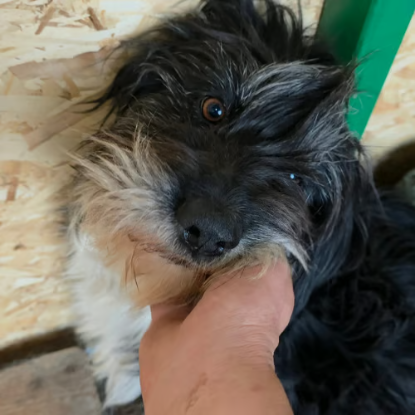 Adopter Anna mary
