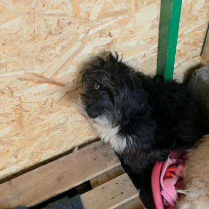 Adopter Anna mary