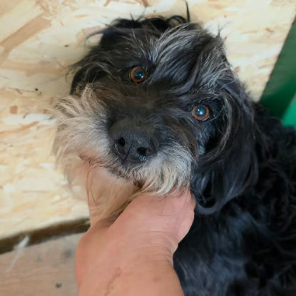 Adopter Anna mary