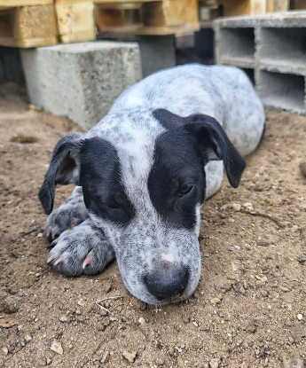 Adopter Ayana